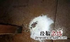蟑螂最怕一个东西 除蟑螂绝招