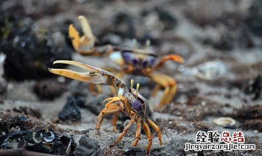 吃完螃蟹不能吃什么