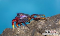 吃完螃蟹不能吃什么