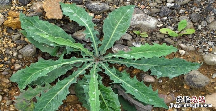 苦菊花期多久，菊苣别名叫什么