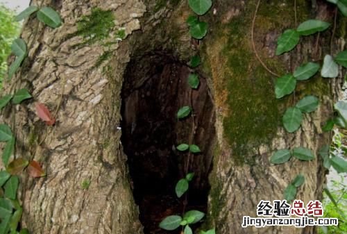 女生说自己树洞是什么意思啊