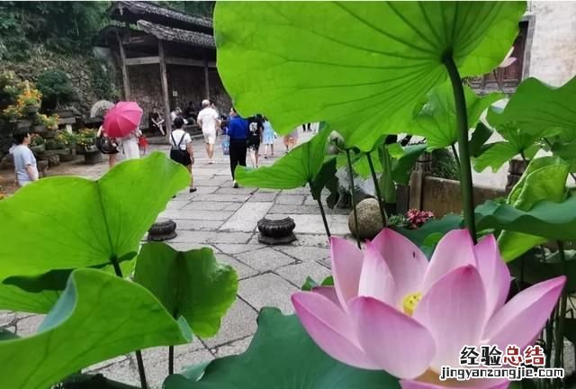 江西婺源最美的景点 江西婺源最美的景区是哪里