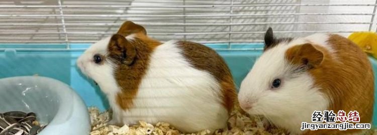 豚鼠和仓鼠的区别