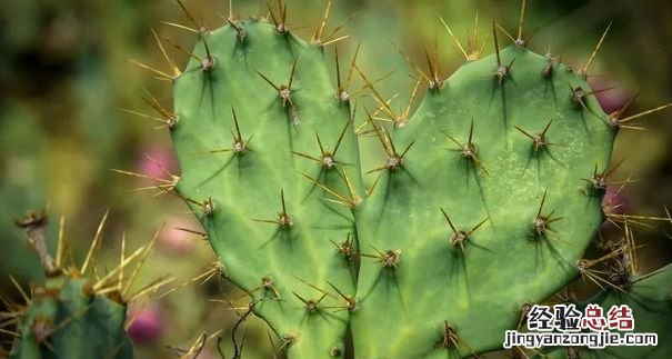 仙人掌花语