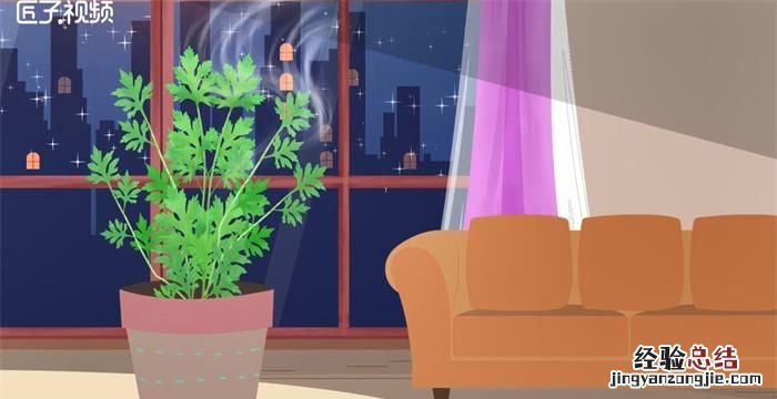 驱蚊植物哪种最好