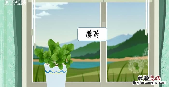 驱蚊植物哪种最好