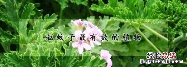 驱蚊植物哪种最好