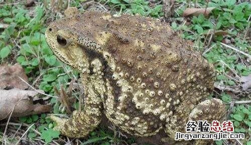 青蛙与癞蛤蟆有什么区别