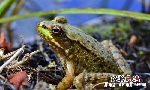 青蛙与癞蛤蟆有什么区别