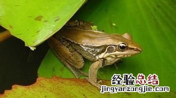 青蛙与癞蛤蟆有什么区别