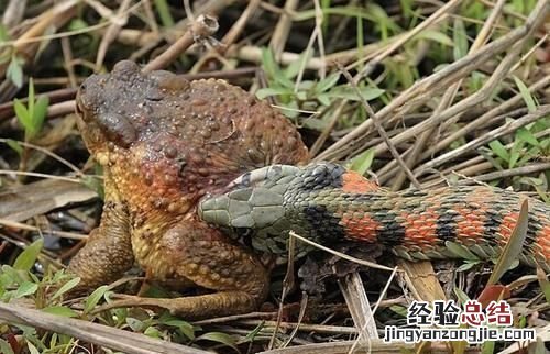 青蛙与癞蛤蟆有什么区别