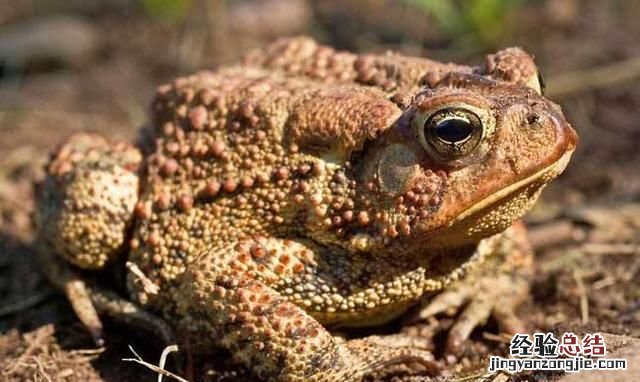 青蛙与癞蛤蟆有什么区别