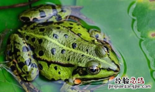 青蛙与癞蛤蟆有什么区别