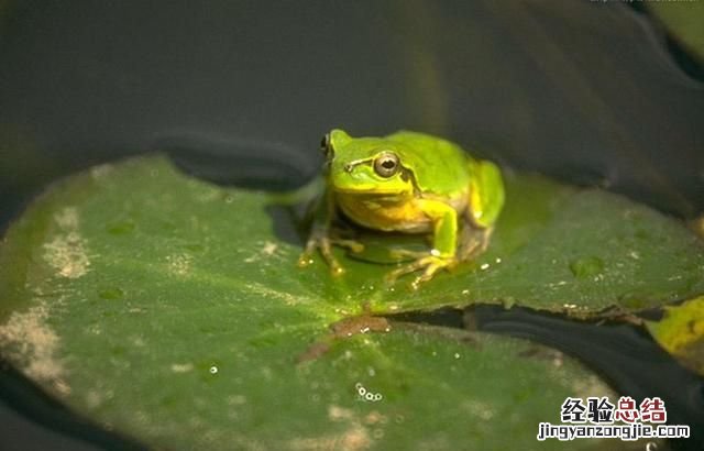 青蛙与癞蛤蟆有什么区别