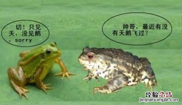 青蛙与癞蛤蟆有什么区别