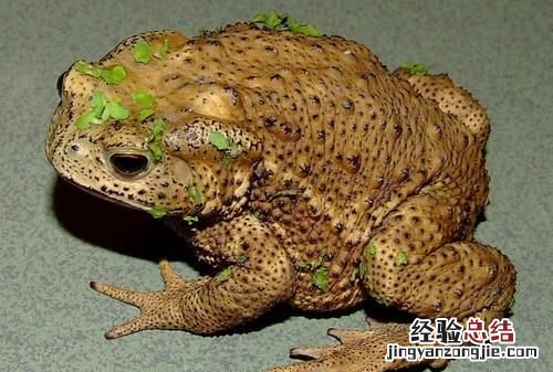 青蛙与癞蛤蟆有什么区别