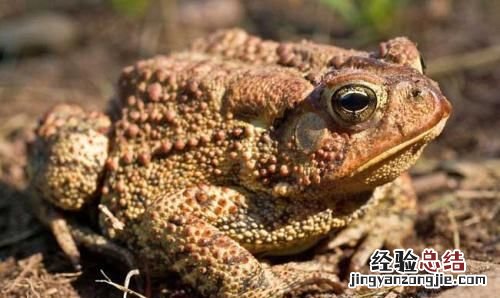 青蛙与癞蛤蟆有什么区别