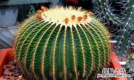 仙人球多久浇一次水