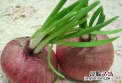 洋葱发芽还能不能吃了,洋葱发芽了可以吃吗