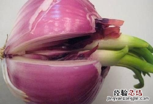 洋葱发芽还能不能吃了,洋葱发芽了可以吃吗