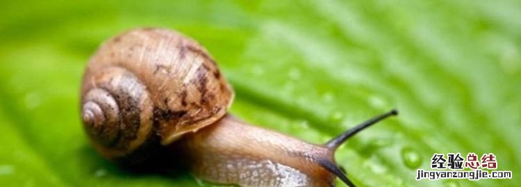 蜗牛可以吃