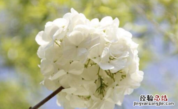 绣球花的花语