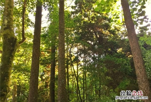 天目山的风景怎么样