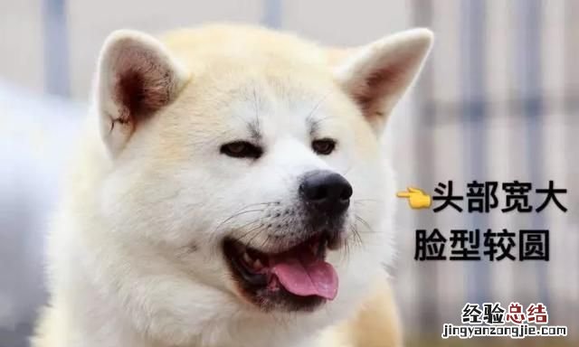 日本秋田犬和柴犬有什么区别