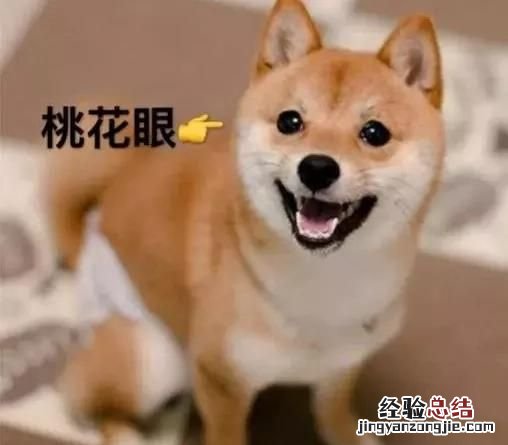 日本秋田犬和柴犬有什么区别