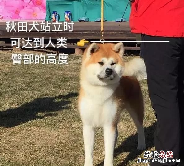 日本秋田犬和柴犬有什么区别