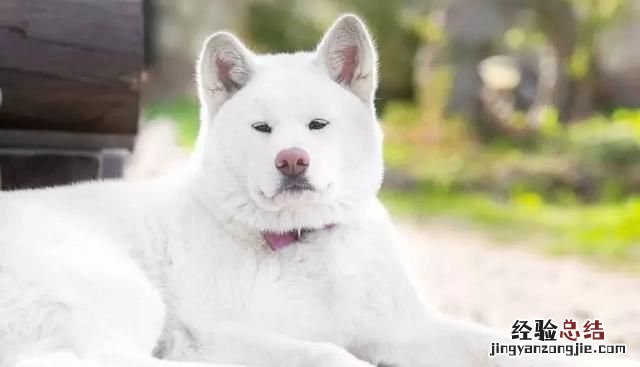 日本秋田犬和柴犬有什么区别