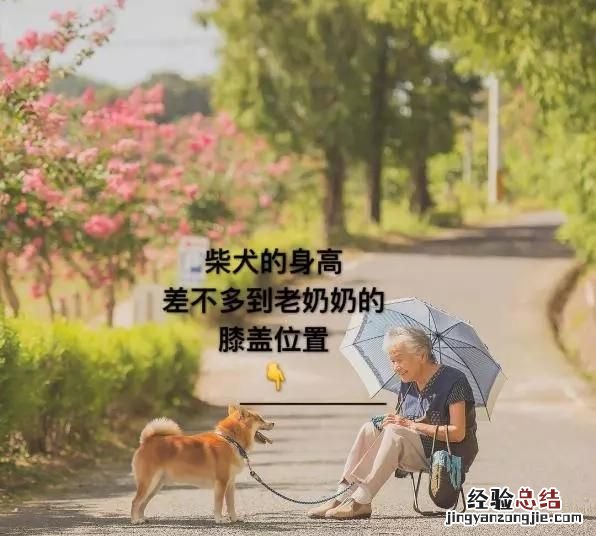 日本秋田犬和柴犬有什么区别