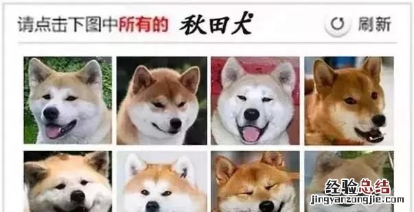 日本秋田犬和柴犬有什么区别