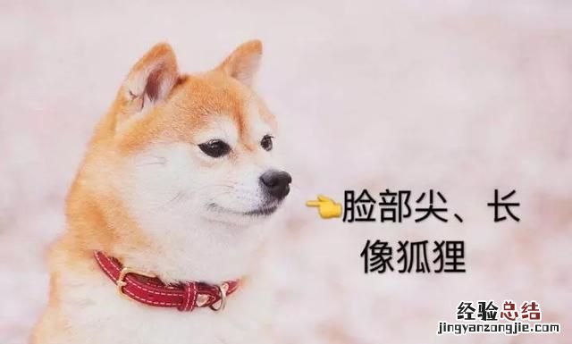 日本秋田犬和柴犬有什么区别