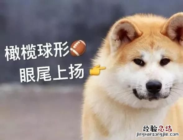 日本秋田犬和柴犬有什么区别