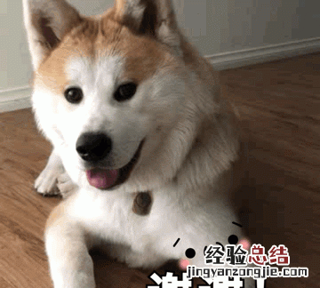 日本秋田犬和柴犬有什么区别