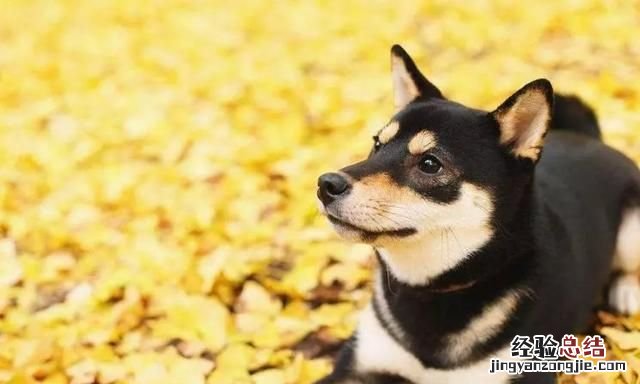 日本秋田犬和柴犬有什么区别