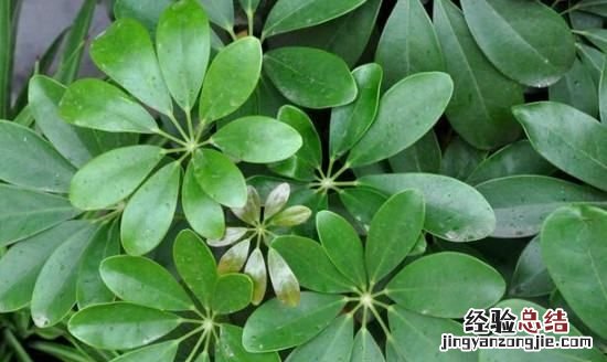 发财树能晒太阳
