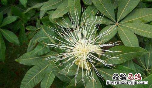 发财树能晒太阳