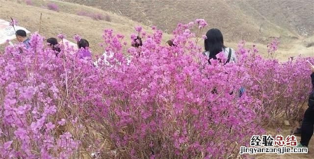 杜鹃花怎么修剪 孙文公园杜鹃花什么时候开花