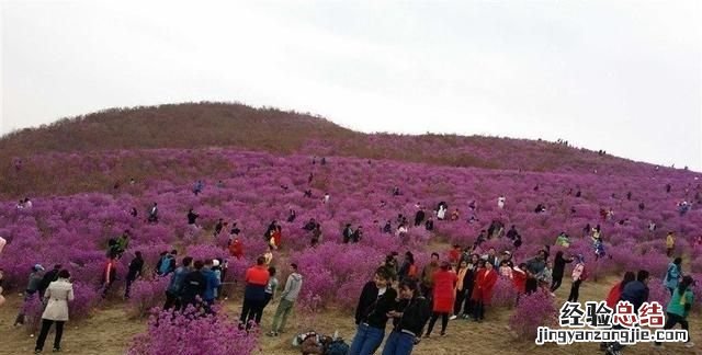 杜鹃花怎么修剪 孙文公园杜鹃花什么时候开花