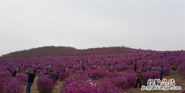 杜鹃花怎么修剪 孙文公园杜鹃花什么时候开花