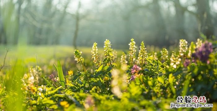 五色花的功效和作用，五色花泡龟的正确方法