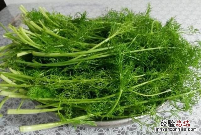 小茴香用量多少 小茴香有什么用