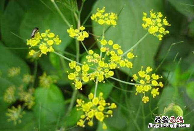 小茴香用量多少 小茴香有什么用