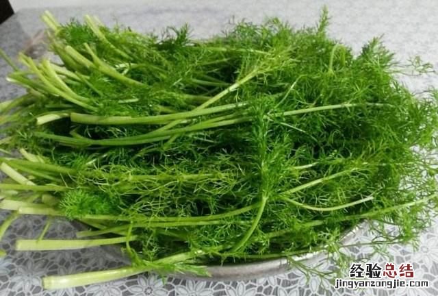 小茴香用量多少 小茴香有什么用
