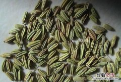 小茴香用量多少 小茴香有什么用