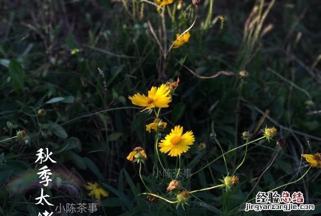中国较好的白茶产地在哪里