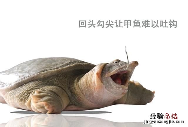 关于钓甲鱼