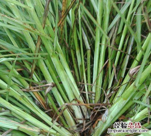 香茅是什么东西